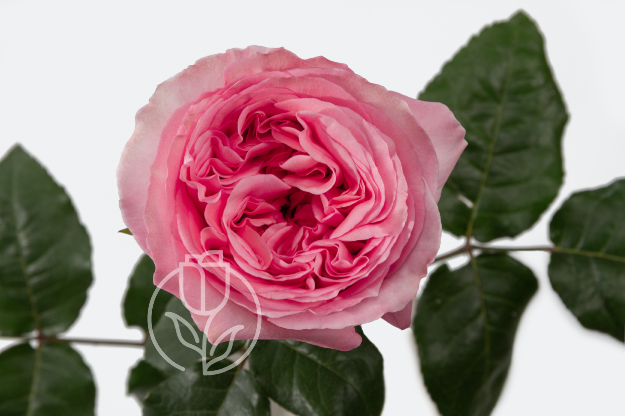 Роза Pink Xpression Rosadex