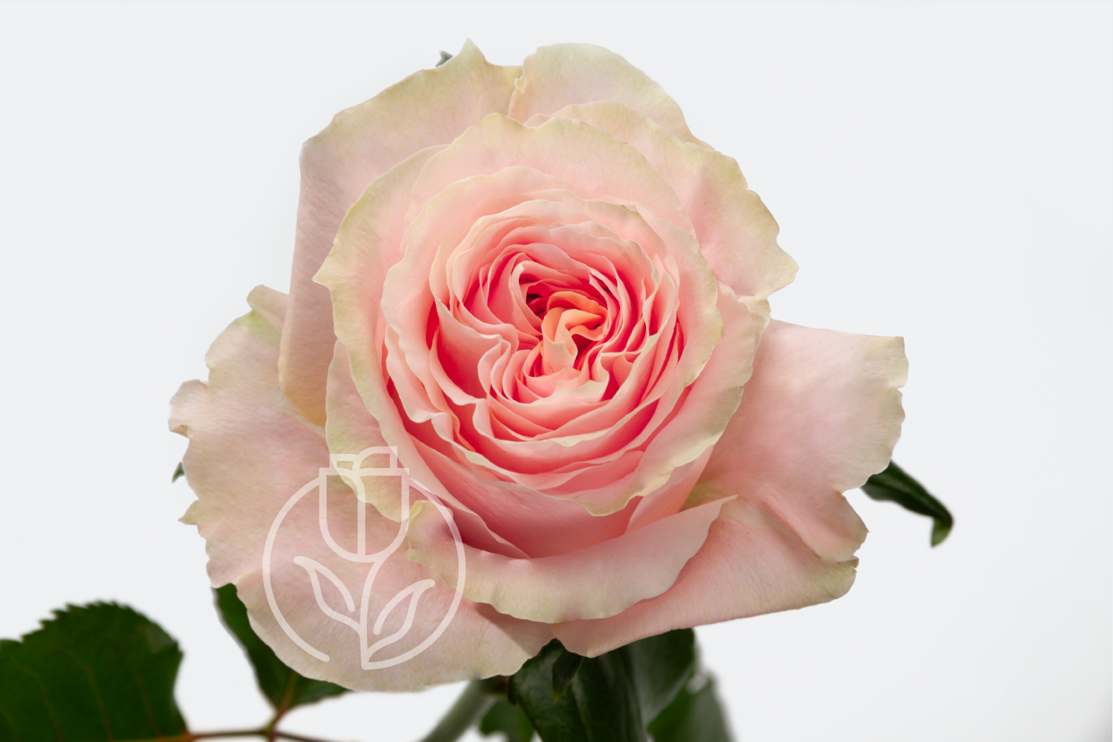 Роза Princess Crown Rosadex