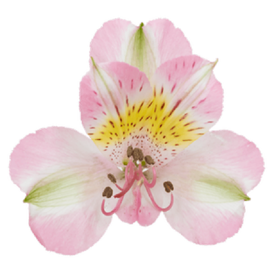 Balerina