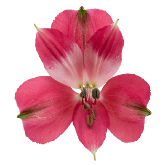 Intenzz Pink