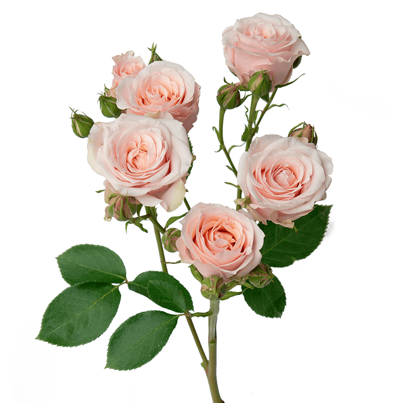 Bridal Rosever