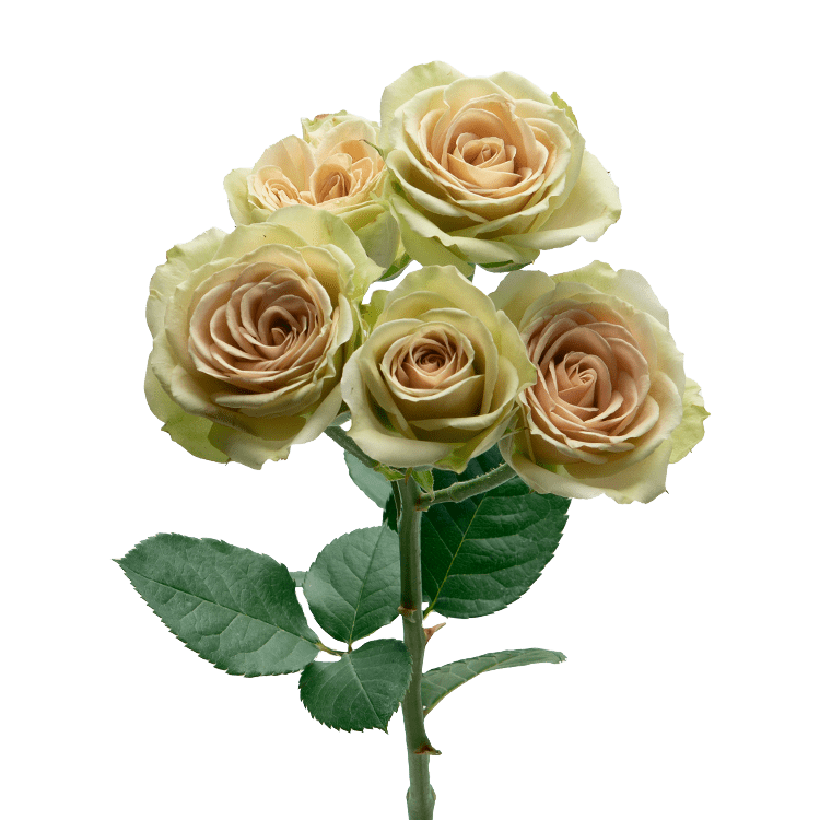 Green Rosever