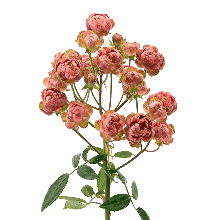 Gypsy Rose Cherry