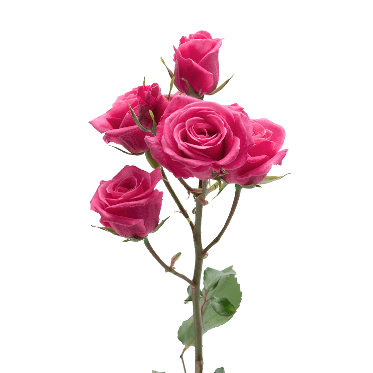 Hot Pink Follies
