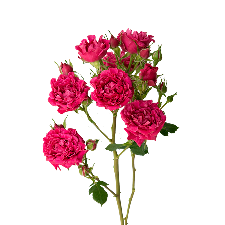 #Hot Pink
