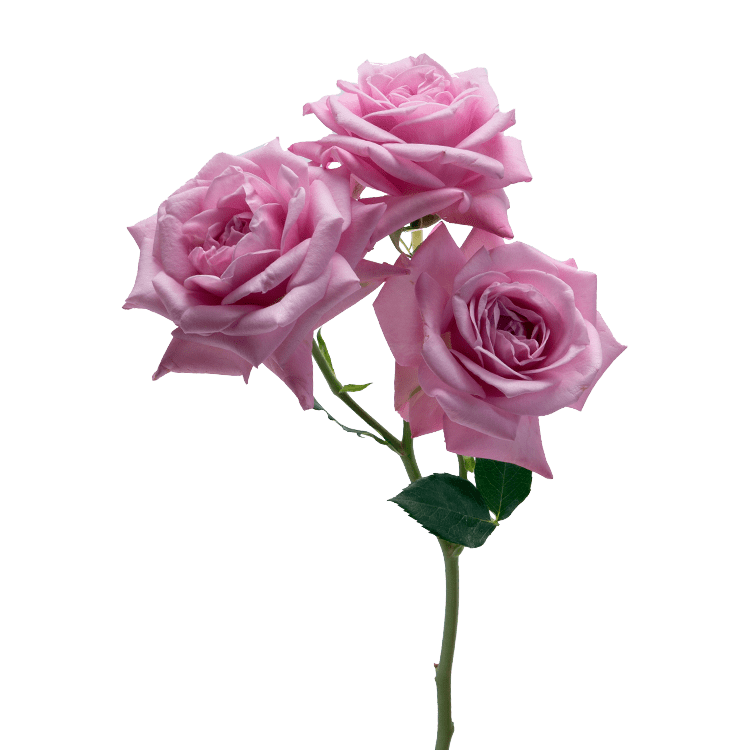 Lavender Irishka