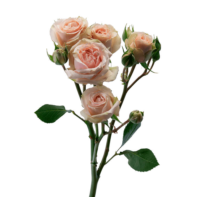 Peach Irishka