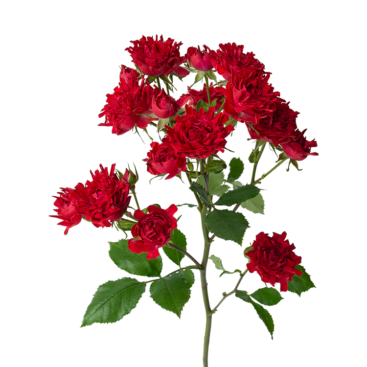 #Red