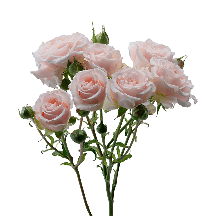 Wedding Rosever