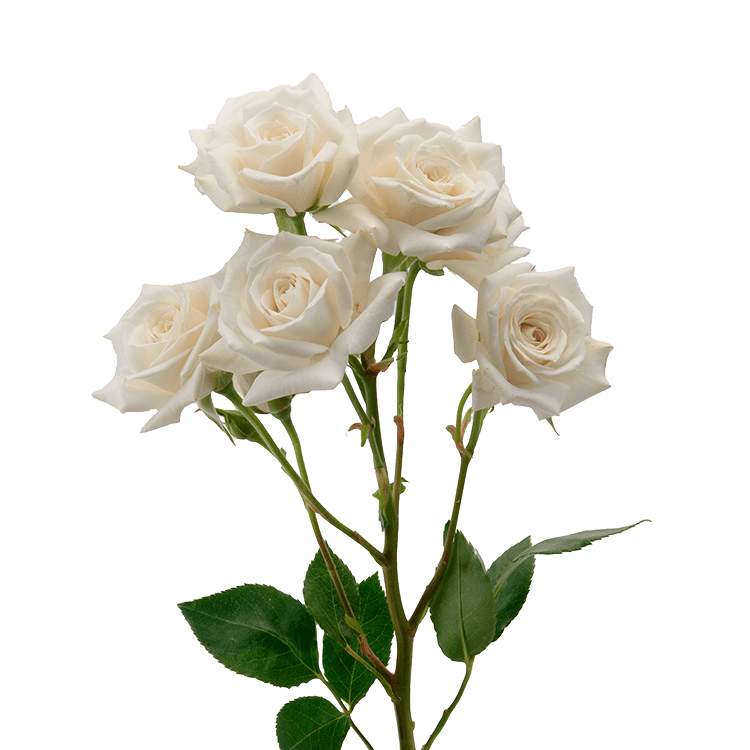 White Majolica