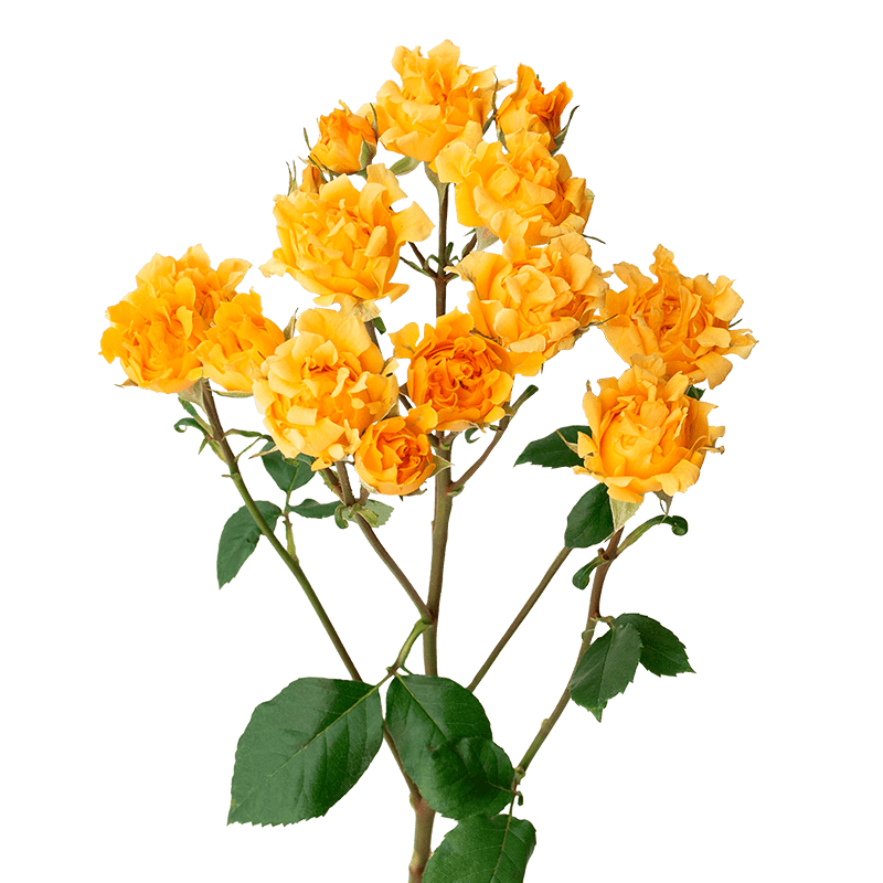 # Yellow